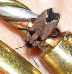 Melanotelus villosulus