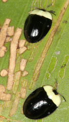 Imatidium thoracicum