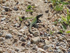 Podarcis muralis nigriventris
