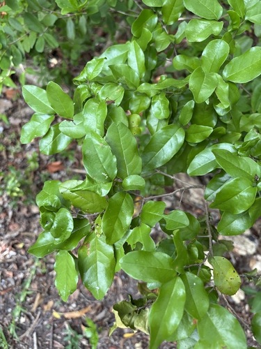 Krugiodendron ferreum, photograph 6
