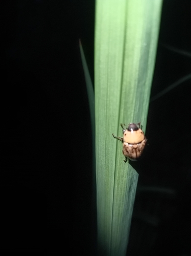 Cyclocephala lunulata