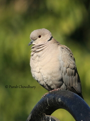 Streptopelia decaocto