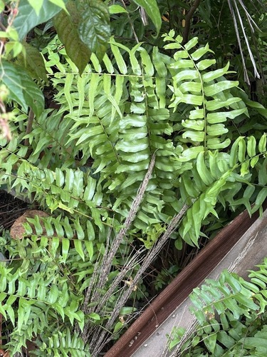 Nephrolepis falcata