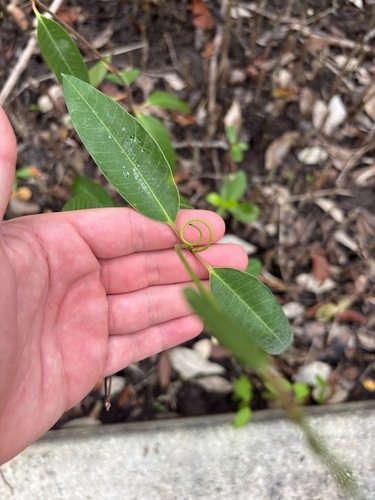Rhabdadenia biflora, photograph 6