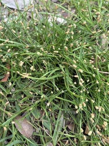 Eleocharis geniculata, photograph 5