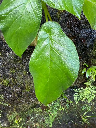 Cyrtandra wawrae observed 2026-05-21