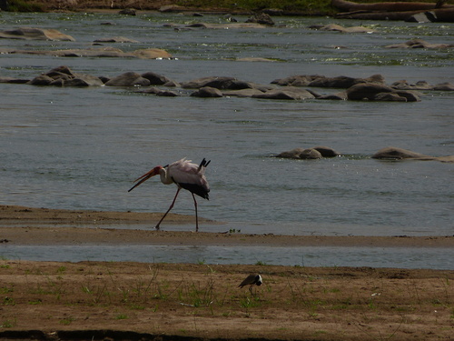 iNaturalist image