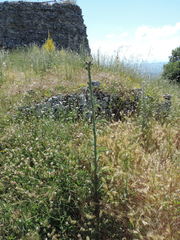 Onopordum illyricum illyricum