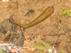 Anablepsoides hartii