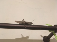 Anacridium aegyptium