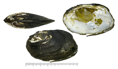 Lamprotula leaii