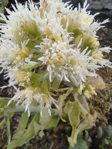 White Butterbur