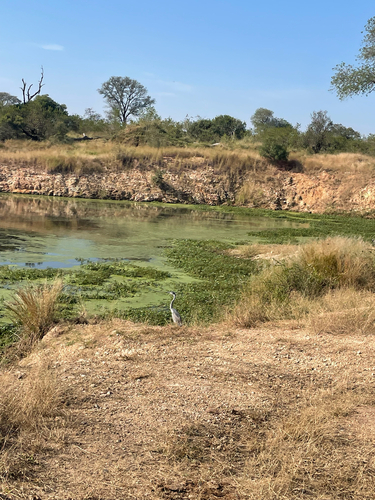 iNaturalist image