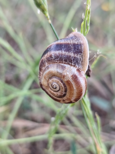 Spanish Snail