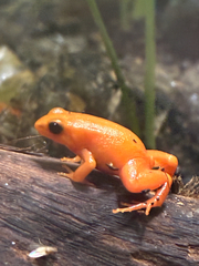 Ginger Tree Frog photo 2