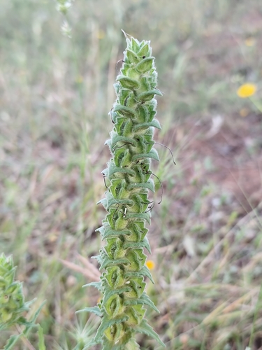 Mediterranean lineseed
