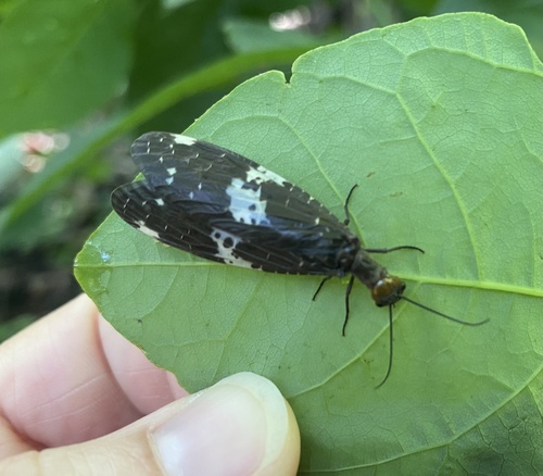 Banded Dark Fishfly photo 4