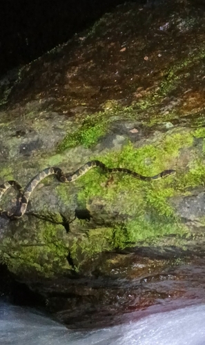 Hallberg's Cloud Forest Snake