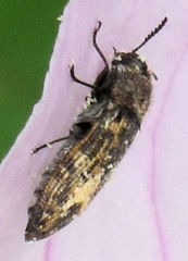 Acmaeodera neglecta neoneglecta