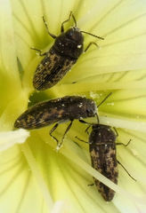 Acmaeodera neglecta neoneglecta