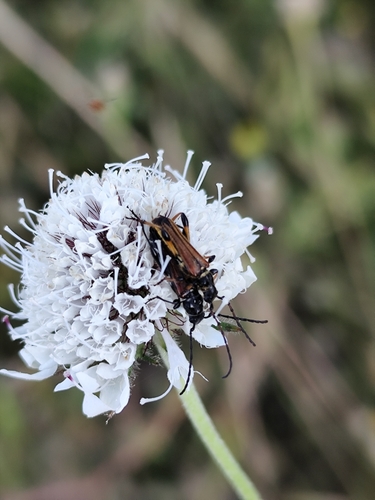 Stenopterus ater