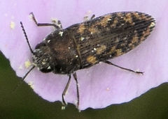 Acmaeodera neglecta neoneglecta