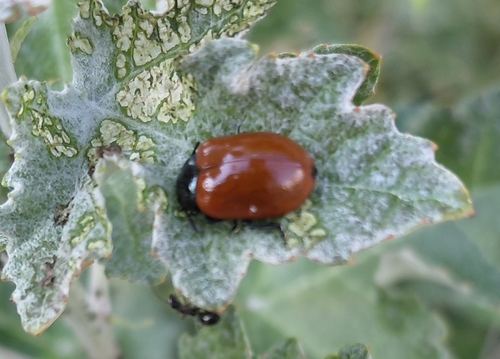Poplar Leaf Beetle