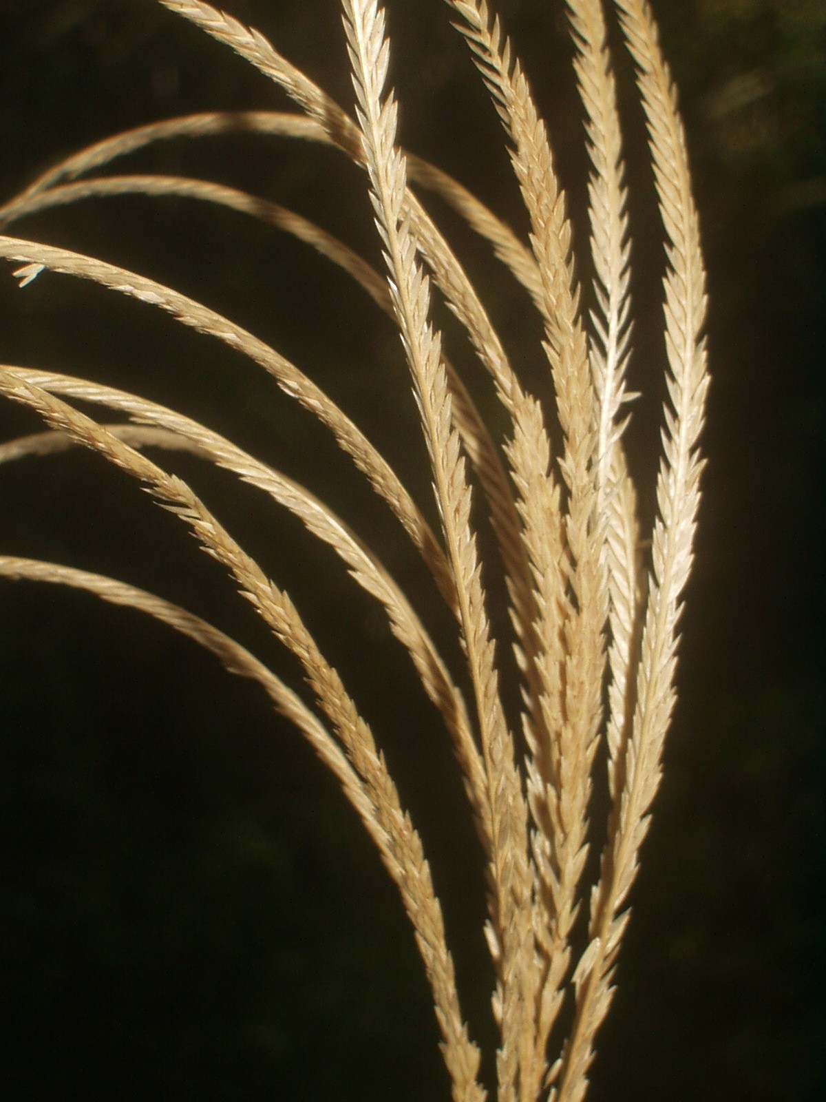 Leptochloa chloridiformis