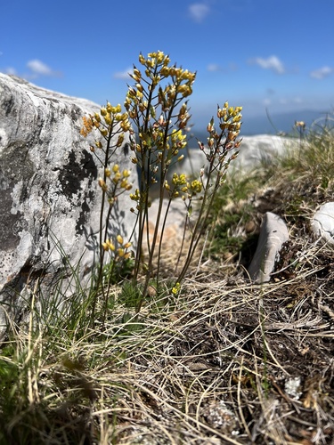 Draba lasiocarpa, photograph 5
