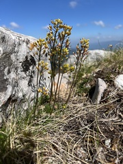 Draba lasiocarpa, photograph author not stated, no rights reserved