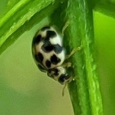Twenty-spotted Lady Beetle
