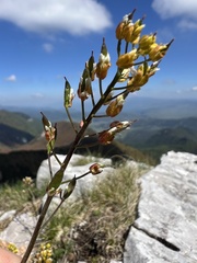 Draba lasiocarpa, photograph author not stated, no rights reserved