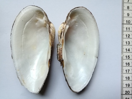 Swollen River-mussel