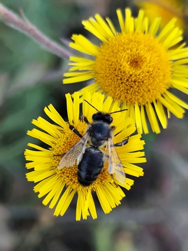 Western Honey Bee