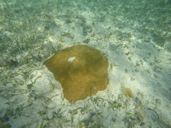 Pseudodiploria clivosa