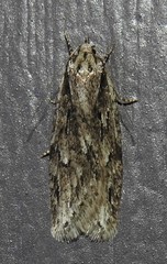 Semioscopis aurorella
