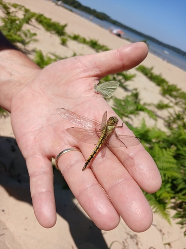 Black-tailed Skimmer