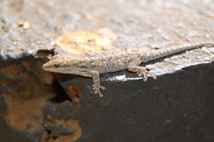 Lygodactylus chobiensis