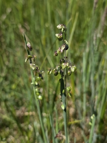 Quaking-grass