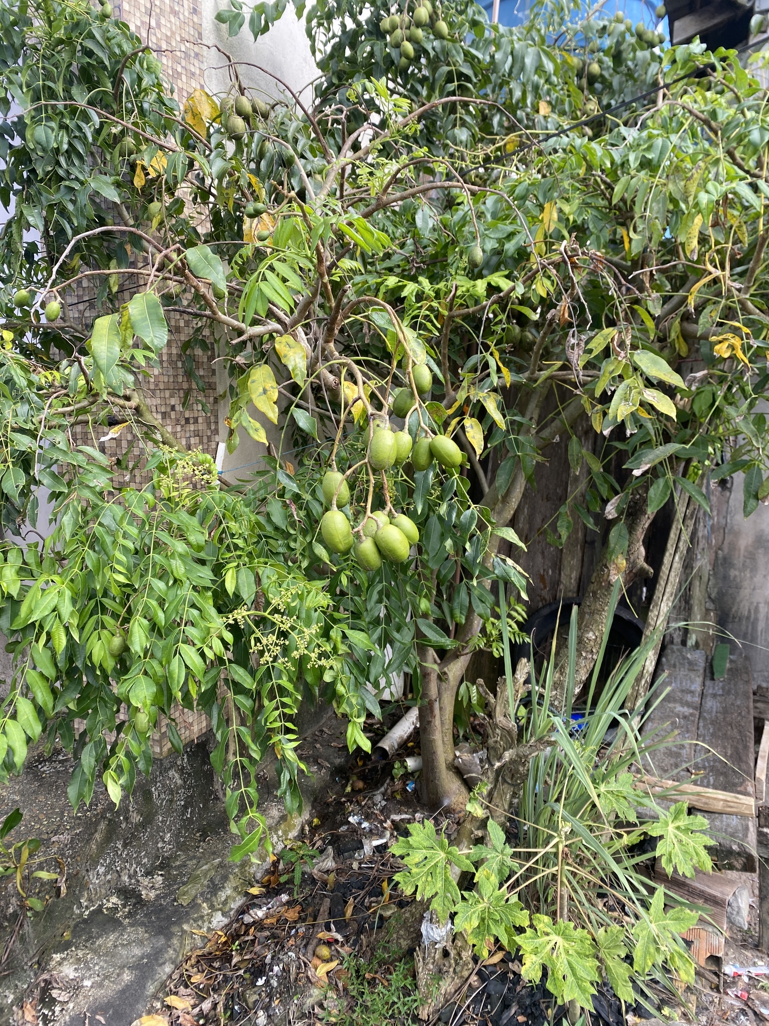 Spondias dulcis