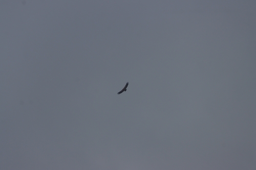 Eurasian Griffon
