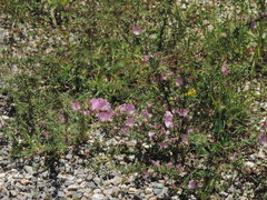 Ononis spinosa spinosa