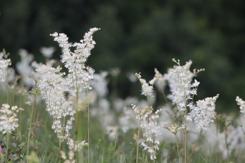 Dropwort
