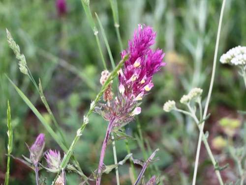 Field Cow-wheat