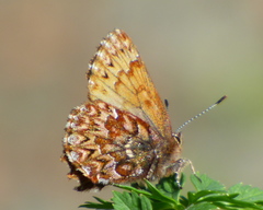 Callophrys eryphon