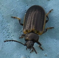 Microtheca ochroloma