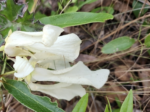 slimleaf pawpaw