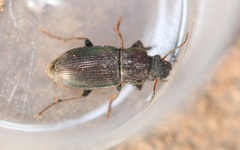 Harpalus honestus
