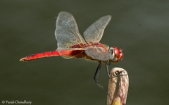 Urothemis signata