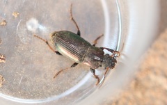 Harpalus honestus